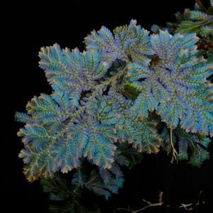 Selaginella sp. ' Selangor, Malaysia '��[ ���饸�ͥ� sp. ]���� PN260916-10 ��
