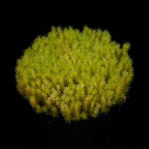 Tropical Pillow Moss (Leucobryum sp.)��[ �ȥ��ԥ���ԥ����⥹ ]��1�ݥå�