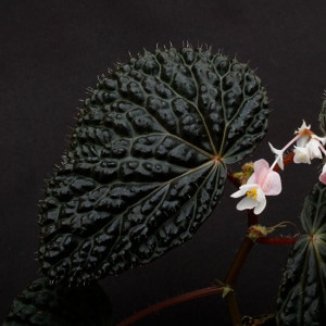 Begonia cv. ' ZERONIA [ XY-001 ] '  �� XY-001-Z042 �ۡ� �� ZERO PLANTS�ȼ��Υ٥��˥������ʼ��1�档 ��