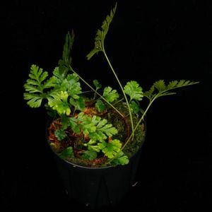 Davallia pusilla (Humata pusilla) ' Northern New Caledonia / KSB ' ��[ ���Хꥢ���ץ��� ���˥塼����ɥ˥�������]��1�ݥå�