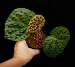 Begonia melanobullata / ML [ �٥��˥������Υ֥顼�� / ML������ ]���� PN260924-06�ۡ��� �֥�å���̵���Υ����å����ۺ̤����ĸ���٥��˥� ��