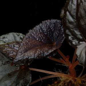 Begonia phoeniogramma [ �٥��˥����ե����˥������� ]���� PN261009-01 ��