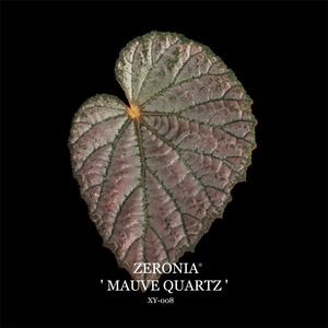 Begonia cv.  ZERONIA / ' MAUVE QUARTZ '  [ XY-008 ]  �� ZERO PLANTS�ȼ��Υ٥��˥������ʼ� ��
