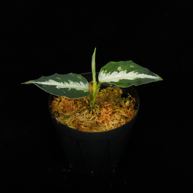 Aglaonema pictum " Laplace " UC from Sibolga timurAZ0213-5cۡ[ 饪ͥޡԥ "ץ饹" Ȣ ] PN231114-01 