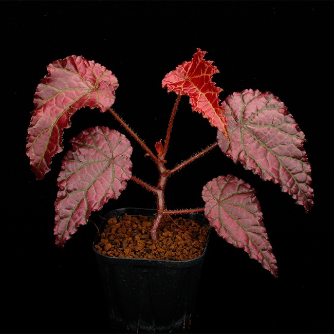 Begonia cv.  ZERONIA / ' MPC ( METALLIC PINK CROCODILE ) '  [ XY-013 / B. *** x B. *** ]  �� ZERO PLANTS�ȼ��Υ٥��˥������ʼ� ��