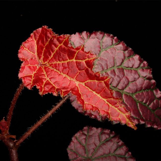 Begonia cv.  ZERONIA / ' MPC ( METALLIC PINK CROCODILE ) '  [ XY-013 / B. *** x B. *** ]  �� ZERO PLANTS�ȼ��Υ٥��˥������ʼ� ��
