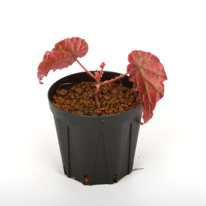 Begonia cv.  ZERONIA / ' MPC ( METALLIC PINK CROCODILE ) '  [ XY-013 / B. *** x B. *** ]  �� ZERO PLANTS�ȼ��Υ٥��˥������ʼ� ��