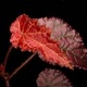 Begonia cv.  ZERONIA / ' MPC ( METALLIC PINK CROCODILE ) '  [ XY-013 / B. *** x B. *** ]  �� ZERO PLANTS�ȼ��Υ٥��˥������ʼ� ��