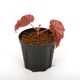 Begonia cv.  ZERONIA / ' MPC ( METALLIC PINK CROCODILE ) '  [ XY-013 / B. *** x B. *** ]  �� ZERO PLANTS�ȼ��Υ٥��˥������ʼ� ��