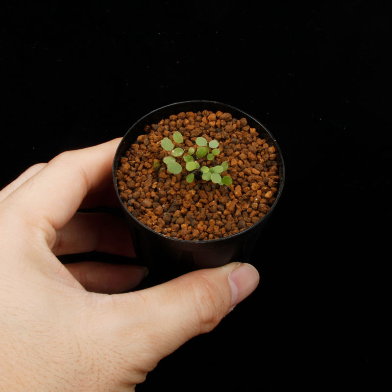 Adiantum mariesii[ 󥿥ࡦޥꥨ ]1ݥå