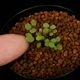 Adiantum mariesii[ 󥿥ࡦޥꥨ ]1ݥå
