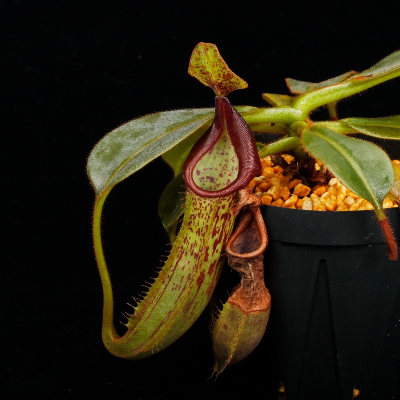 Nepenthes (mollis x veitchii) x maxima Wavy Leaf / Clone:00 / AW �� PN251201-07 ��
