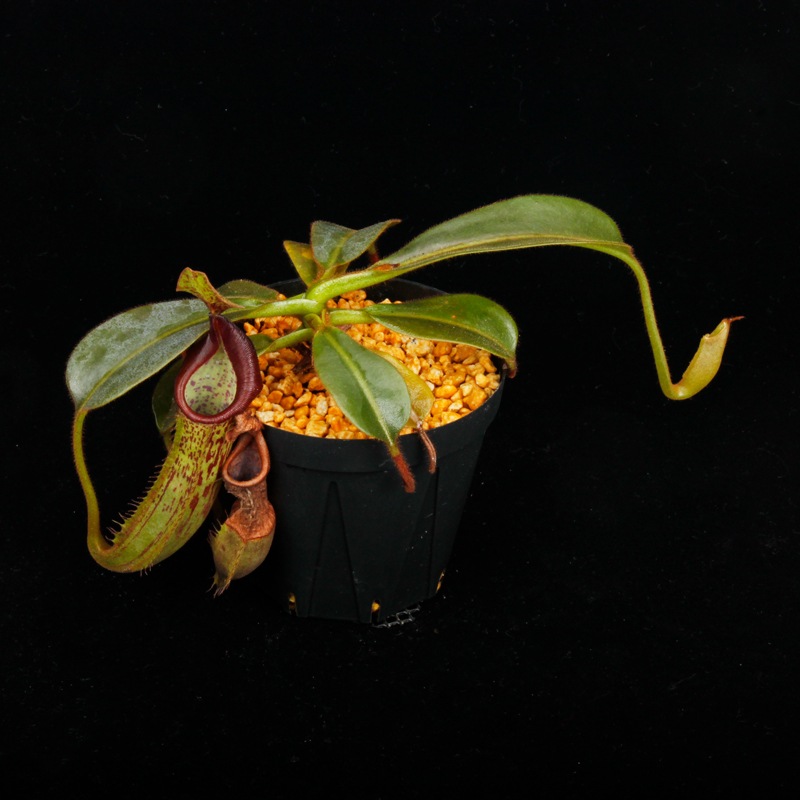 Nepenthes (mollis x veitchii) x maxima Wavy Leaf / Clone:00 / AW �� PN251201-07 ��