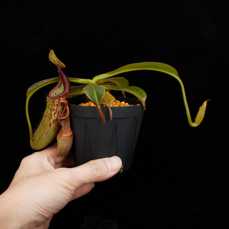 Nepenthes (mollis x veitchii) x maxima Wavy Leaf / Clone:00 / AW �� PN251201-07 ��