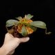 Nepenthes (mollis x veitchii) x maxima Wavy Leaf / Clone:00 / AW �� PN251201-07 ��