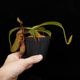Nepenthes (mollis x veitchii) x maxima Wavy Leaf / Clone:00 / AW �� PN251201-07 ��