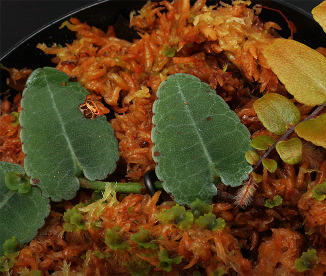 Marcgravia sp. Marcgravia sp.