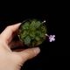 Sinningia pusilla��[ ����˥󥮥����ץ��� ]��1�ݥåȡ��� ���Ƹ�����Ķ�������勵�Х� ��