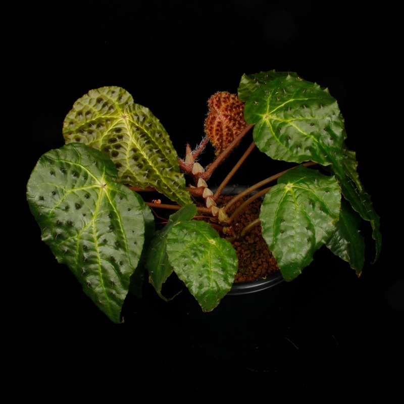 Begonia ferox [ ٥˥եå ]1ݥåȡ ֥å̵Υåۺ̤ĸ٥˥ 