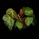 Begonia ferox [ ٥˥եå ]1ݥåȡ ֥å̵Υåۺ̤ĸ٥˥ 