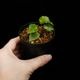 Begonia ferox [ �٥��˥����ե����å��� ]��( S������ )1�ݥåȡ��� �֥�å���̵���Υ����å����ۺ̤����ĸ���٥��˥� ��
