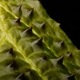 Begonia ferox [ ٥˥եå ]1ݥåȡ ֥å̵Υåۺ̤ĸ٥˥ 