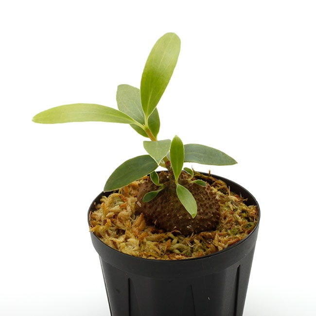 Squamellaria huxleyana (Vanua Levu, Fiji) 【 PN230510-03 】 | 植物
