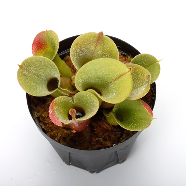 ヘリアンフォラ イオナシ × ミノールver ピローサAW 食虫植物