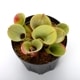 Heliamphora minor var. pilosa (Auyan)��[ �إꥢ��ե��顦�ߥΡ��� var. �ԥ��� ]���� PN230920-15 ��
