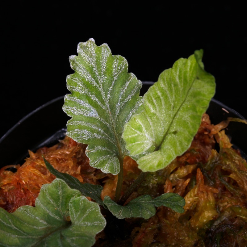 Diplazium sp. Sumatra [ ディプラジウム sp. スマトラ ] 【 PN240718