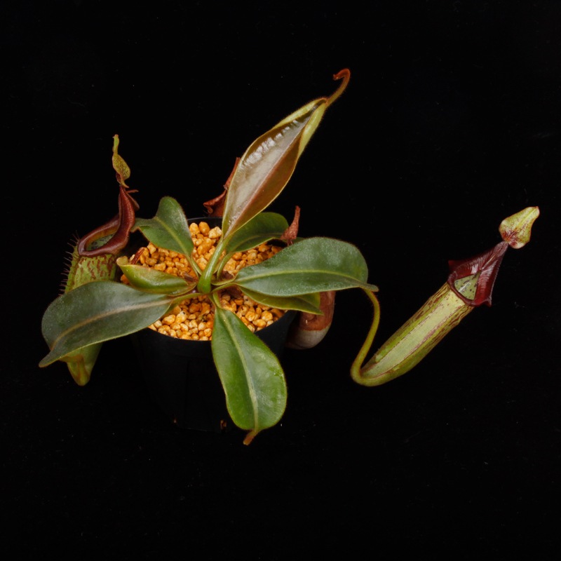 Nepenthes (mollis x veitchii) x maxima Wavy Leaf / Clone:00 / AW �� PN251201-08 ��