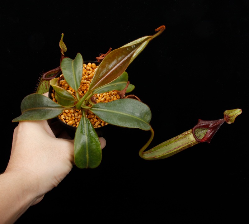 Nepenthes (mollis x veitchii) x maxima Wavy Leaf / Clone:00 / AW �� PN251201-08 ��
