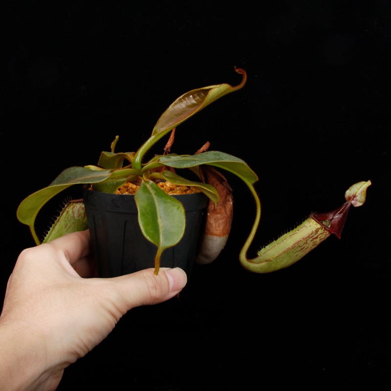 Nepenthes (mollis x veitchii) x maxima Wavy Leaf / Clone:00 / AW �� PN251201-08 ��