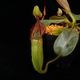 Nepenthes (mollis x veitchii) x maxima Wavy Leaf / Clone:00 / AW �� PN251201-08 ��