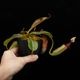 Nepenthes (mollis x veitchii) x maxima Wavy Leaf / Clone:00 / AW �� PN251201-08 ��