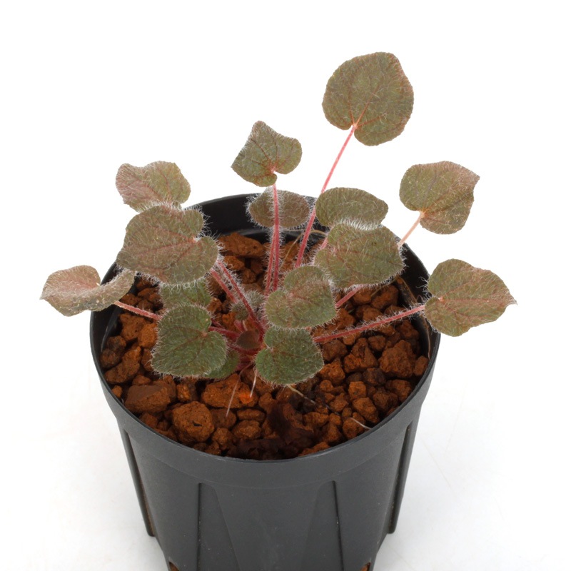 Sonerila dongnathamensis[ ͥ顦ɥʥ󥷥 ]1ݥå