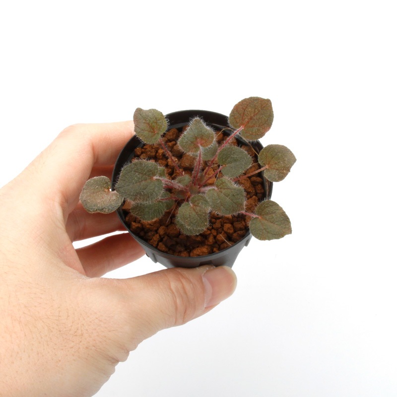 Sonerila dongnathamensis[ ͥ顦ɥʥ󥷥 ]1ݥå