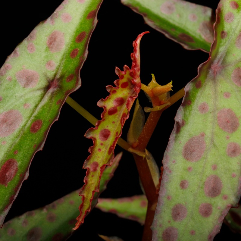 Begonia amphioxus��[ �٥��˥�������ե��������� ]��1�ݥå�
