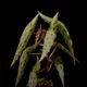 Begonia amphioxus��[ �٥��˥�������ե��������� ]��1�ݥå�