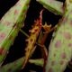 Begonia amphioxus��[ �٥��˥�������ե��������� ]��1�ݥå�