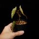 Begonia amphioxus��[ �٥��˥�������ե��������� ]��1�ݥå�