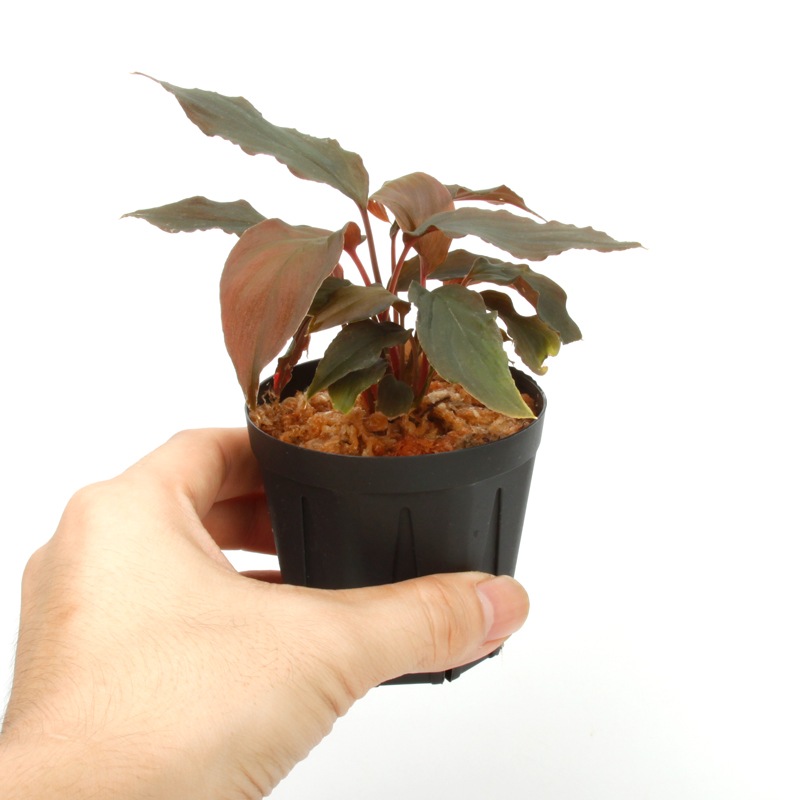 Homalomena humilis ' Black from ' [ �ۥޥ���ʡ��եߥꥹ ' �֥�å��ե����� ' ]��1�ݥå�