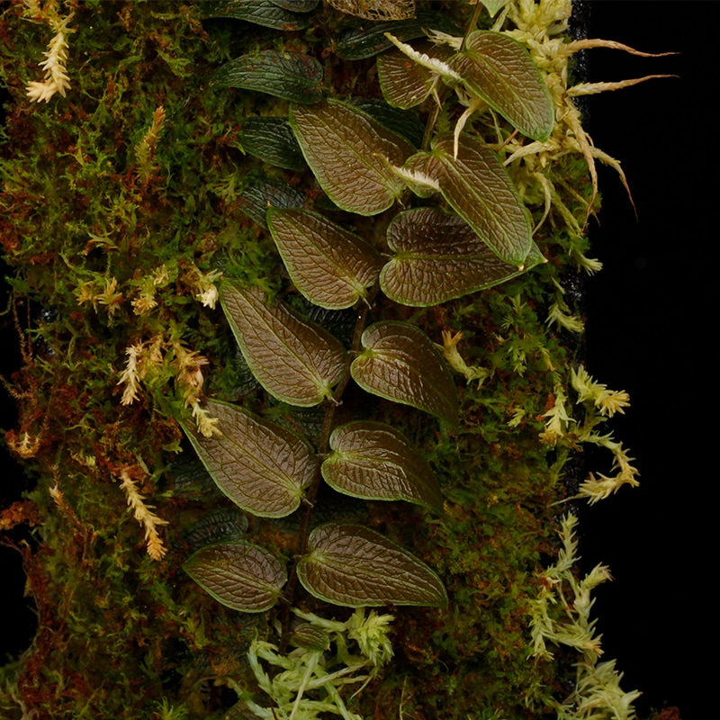 Pothos barberianus [ ポトス・バーベリアナス ] 【 PN250715-04 】