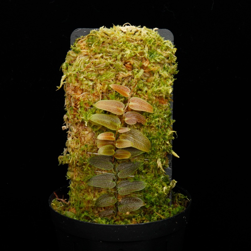 Pothos barberianus��[ �ݥȥ����С��٥ꥢ�ʥ� ]���� PN250715-04 ��