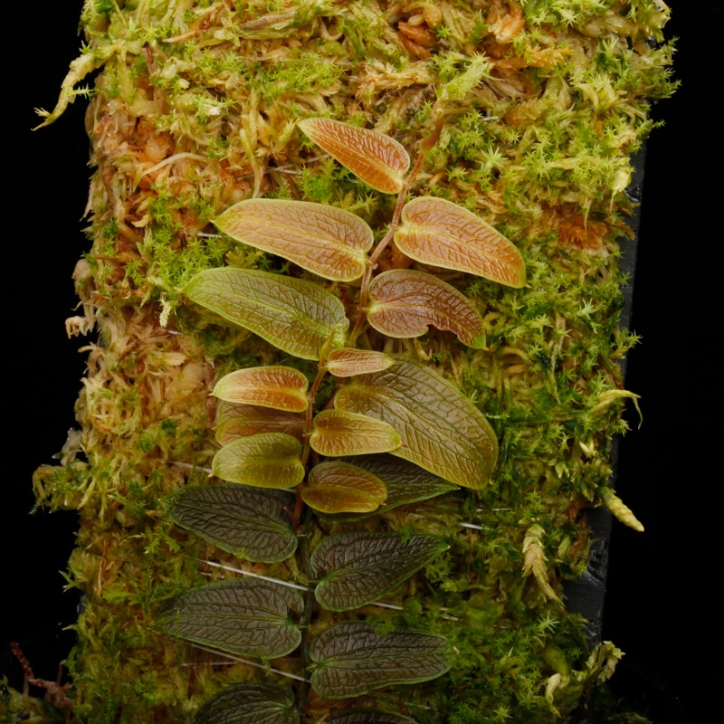 Pothos barberianus��[ �ݥȥ����С��٥ꥢ�ʥ� ]���� PN250715-04 ��