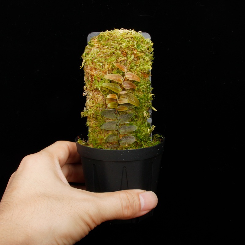 Pothos barberianus��[ �ݥȥ����С��٥ꥢ�ʥ� ]���� PN250715-04 ��