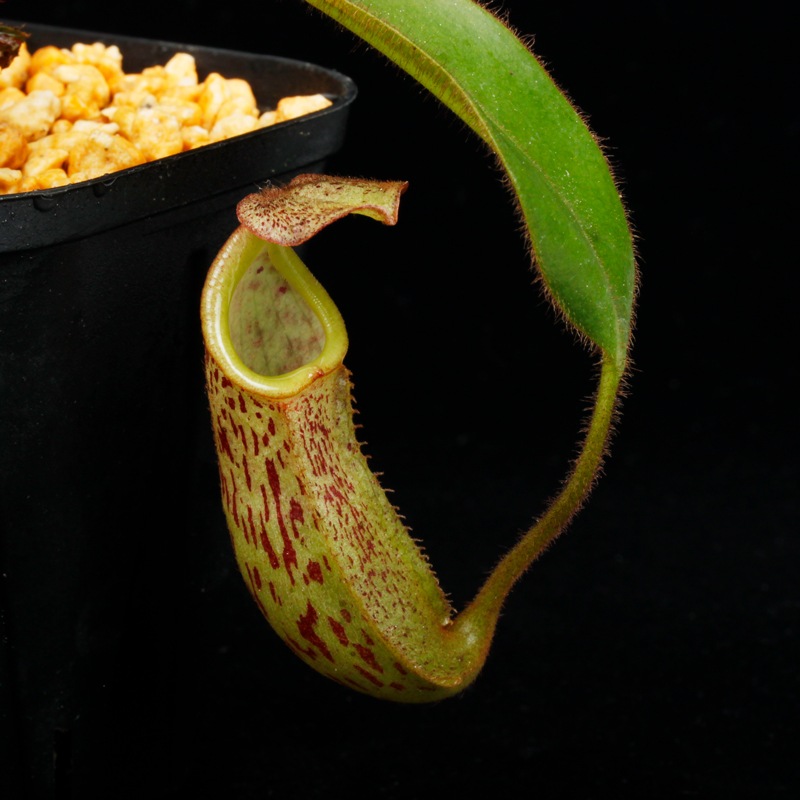Nepenthes burbidgeae x veitchii���� Borneo Exotics / BE-3723 �ۡ�[ �ͥڥ�ƥ����С��ӥå������ߥӡ��� ]���� PN251201-09 ��