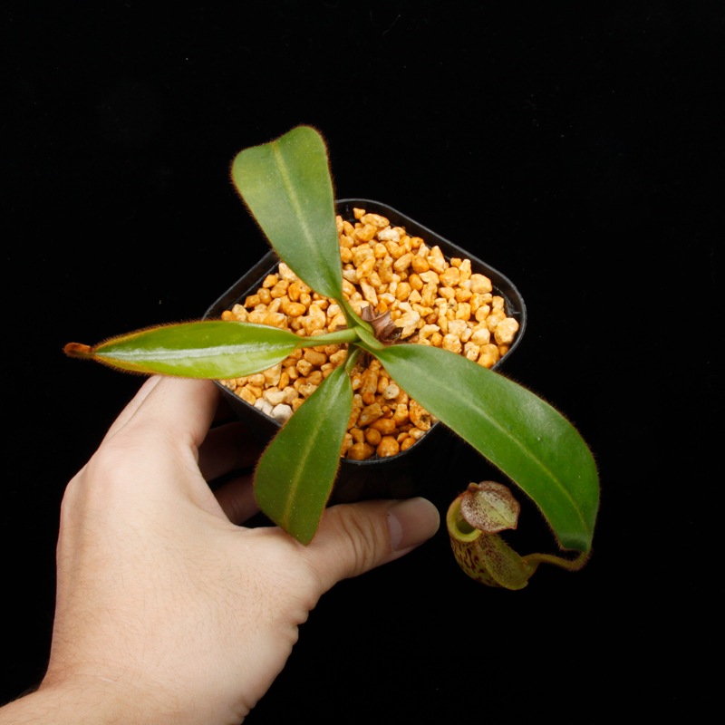 Nepenthes burbidgeae x veitchii���� Borneo Exotics / BE-3723 �ۡ�[ �ͥڥ�ƥ����С��ӥå������ߥӡ��� ]���� PN251201-09 ��
