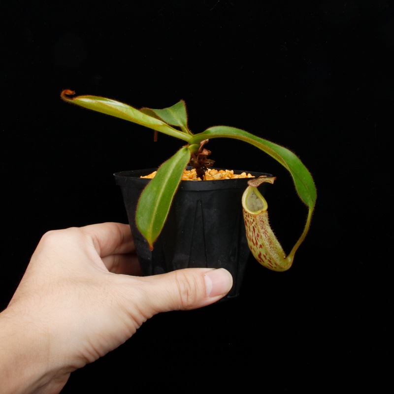 Nepenthes burbidgeae x veitchii���� Borneo Exotics / BE-3723 �ۡ�[ �ͥڥ�ƥ����С��ӥå������ߥӡ��� ]���� PN251201-09 ��