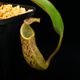 Nepenthes burbidgeae x veitchii���� Borneo Exotics / BE-3723 �ۡ�[ �ͥڥ�ƥ����С��ӥå������ߥӡ��� ]���� PN251201-09 ��